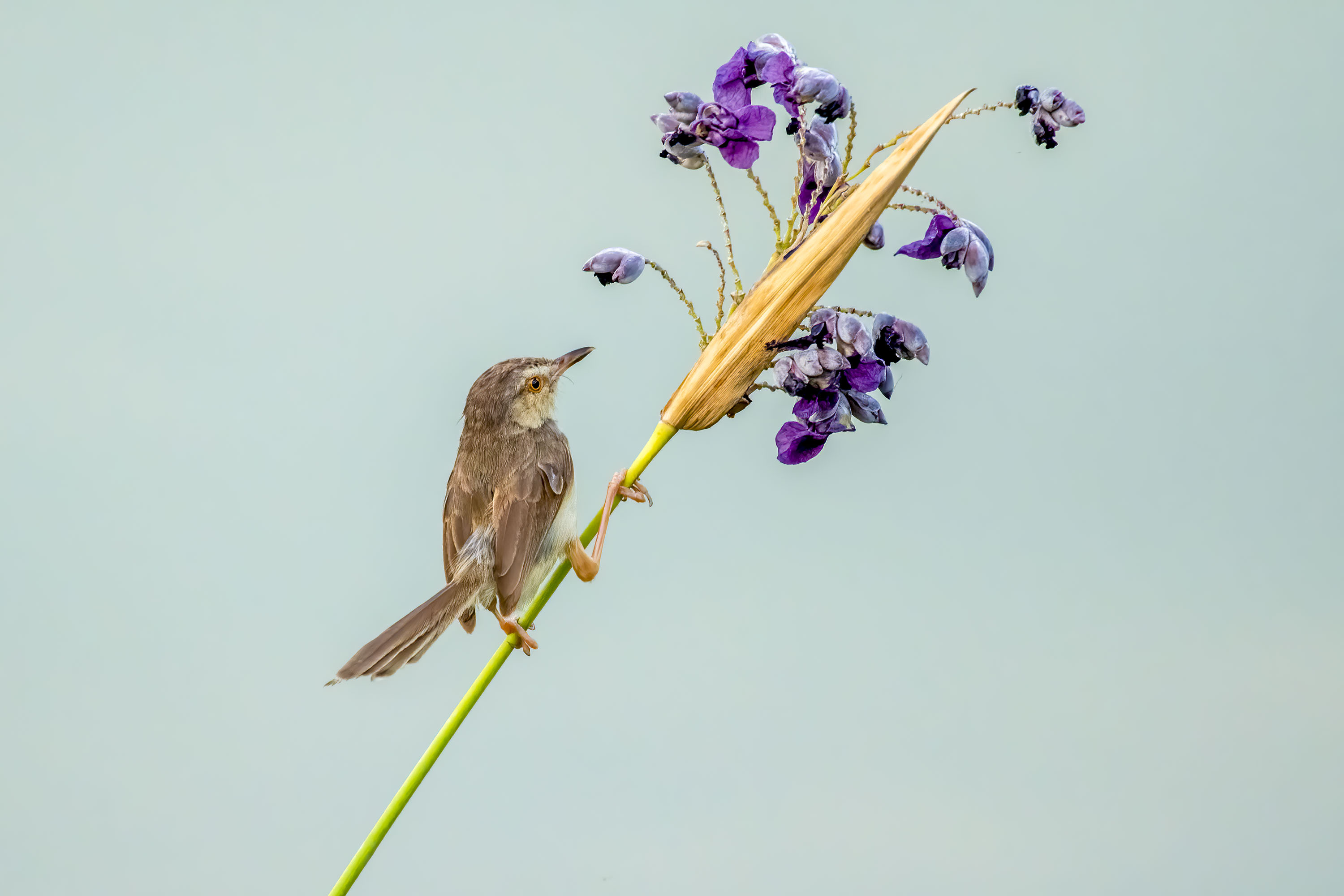 DSC_6335px.jpg