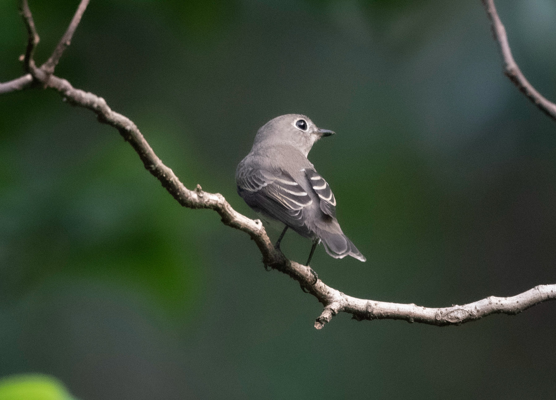 DSC_8889_�㶫.jpg