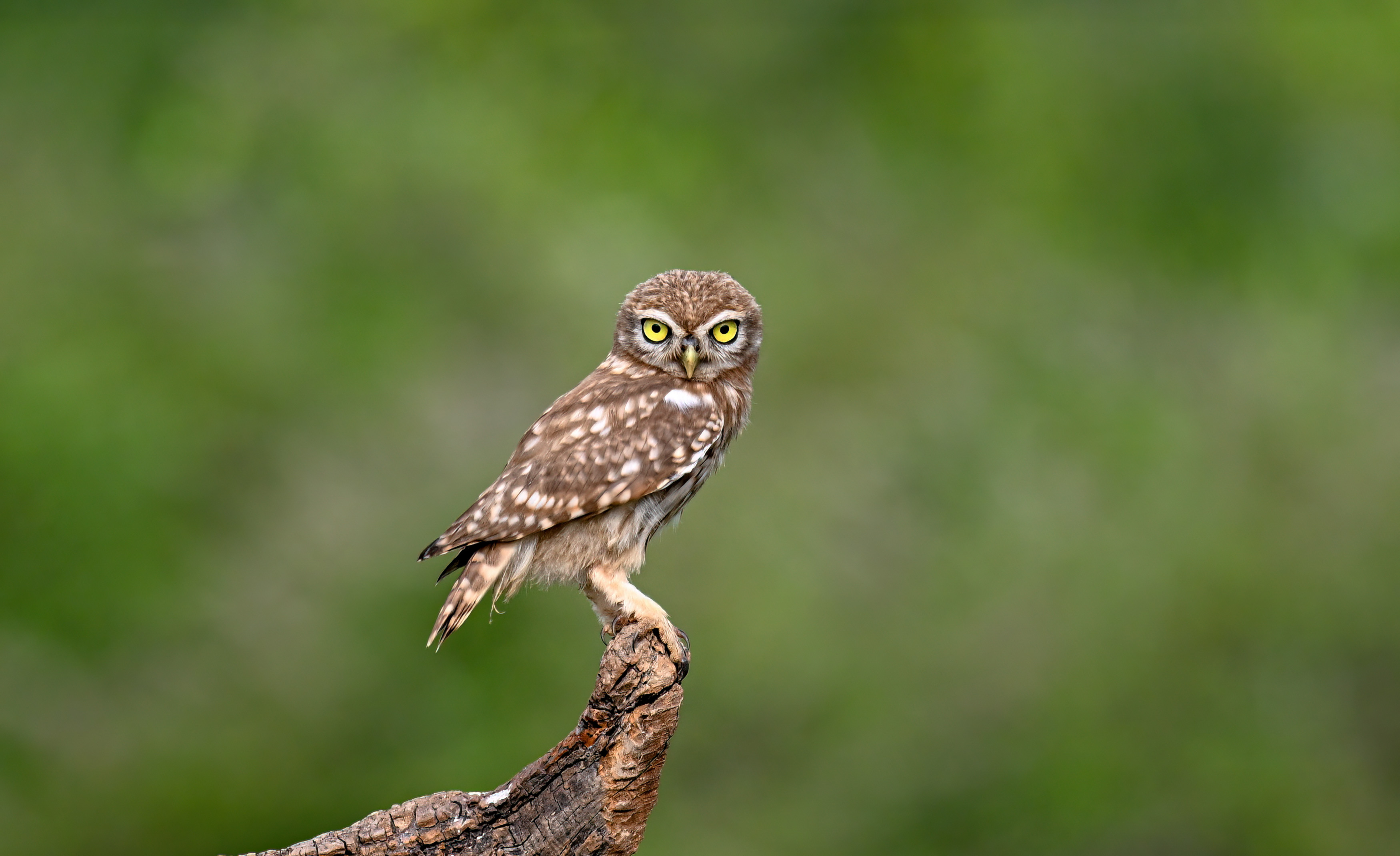 DSC_1451.JPG