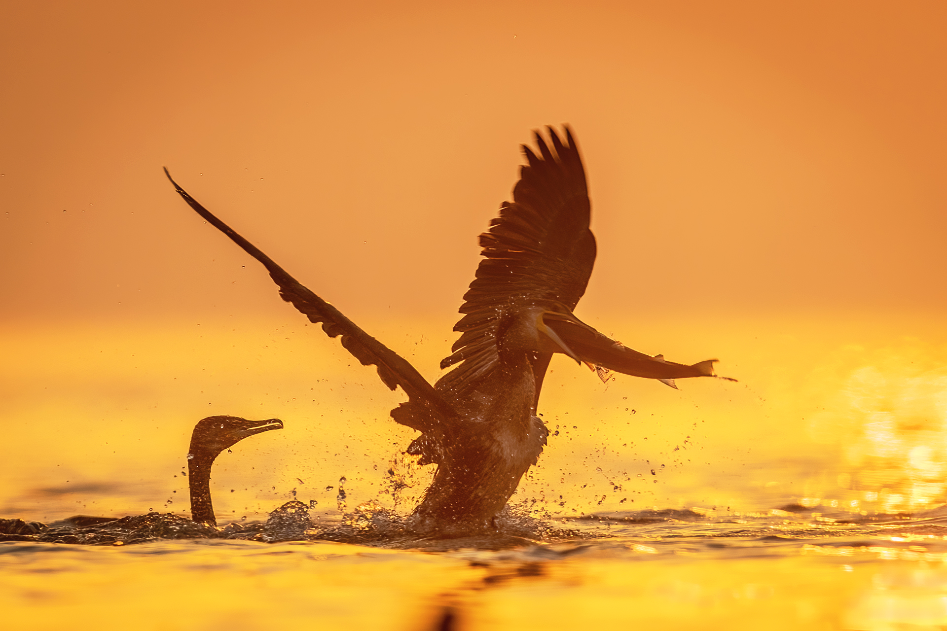 BP1I4228 - ����-�༭ ����A.jpg