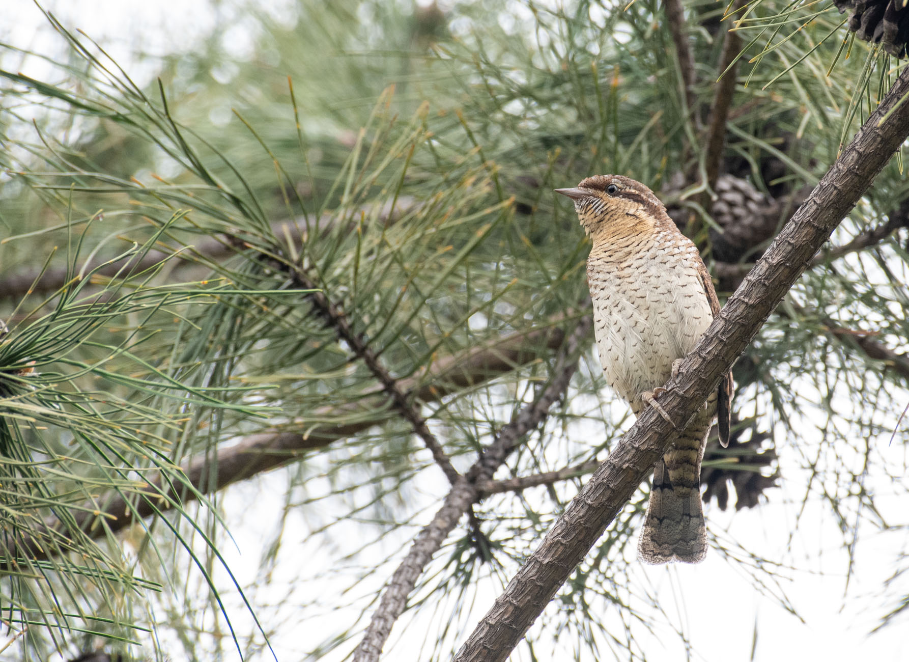 DSC_7210.jpg