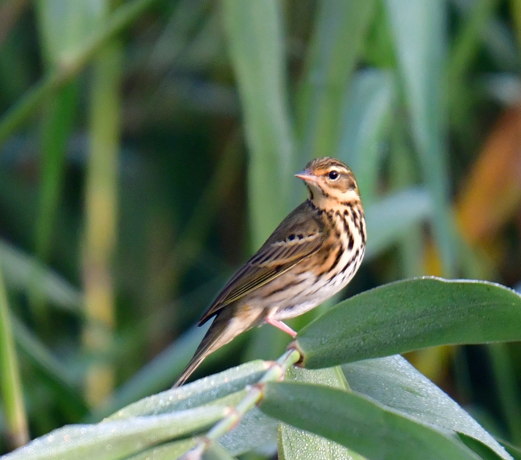 DSC_7426.JPG
