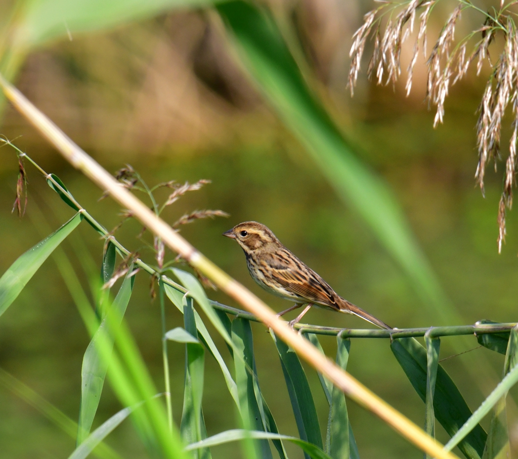 DSC_7507.JPG