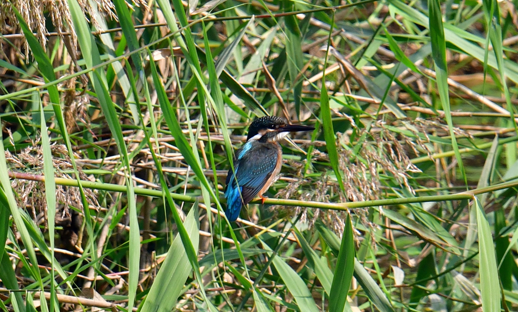DSC_7520.JPG