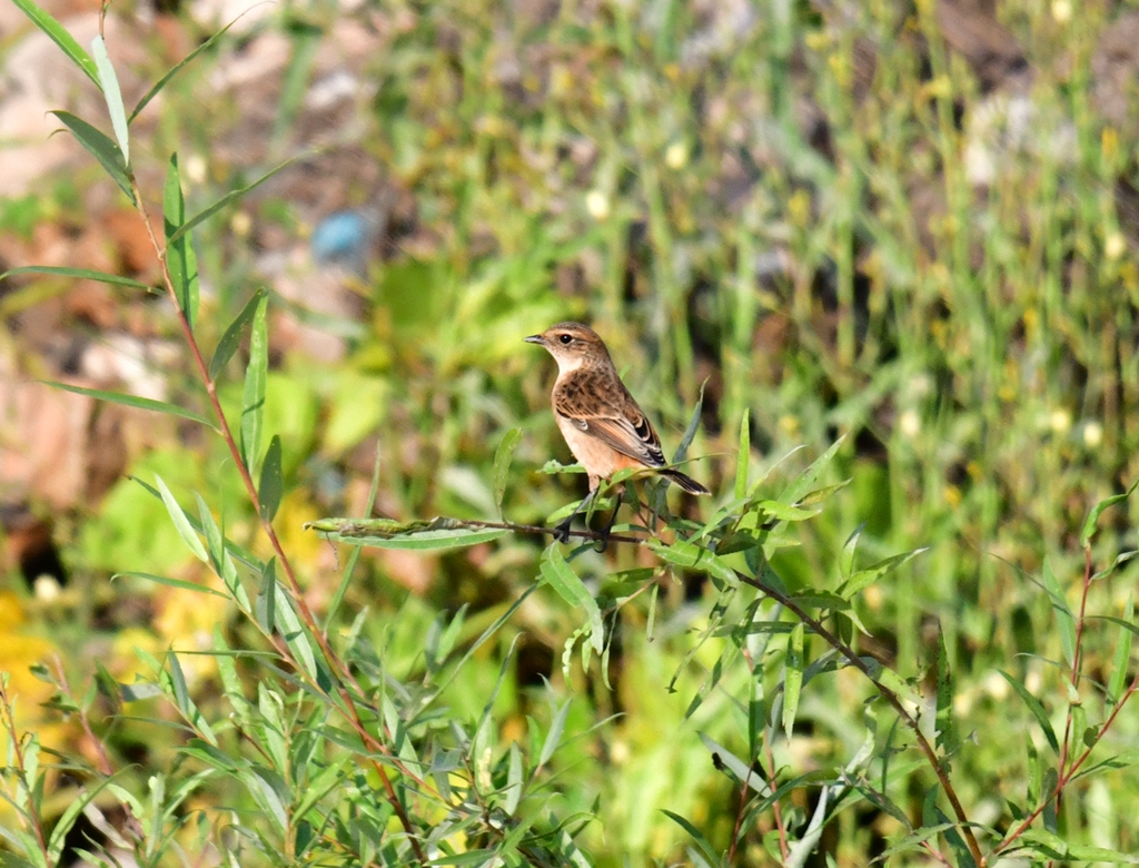 DSC_7202.JPG