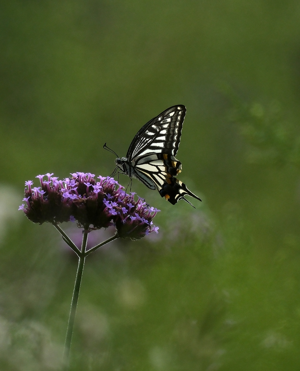 DSCF4687.JPG