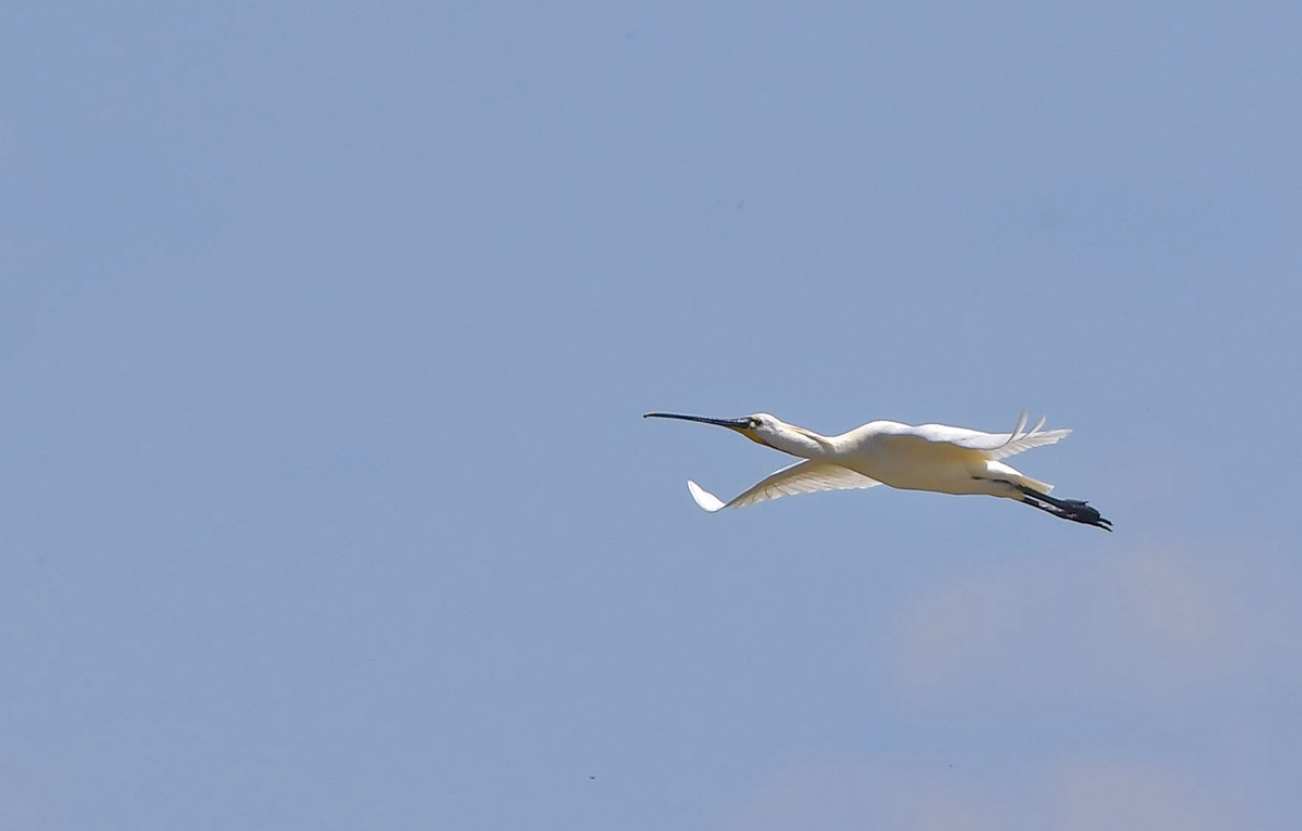 DSC_3779.JPG
