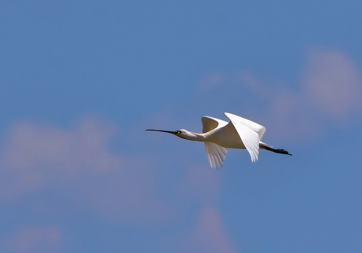 DSC_3781.JPG