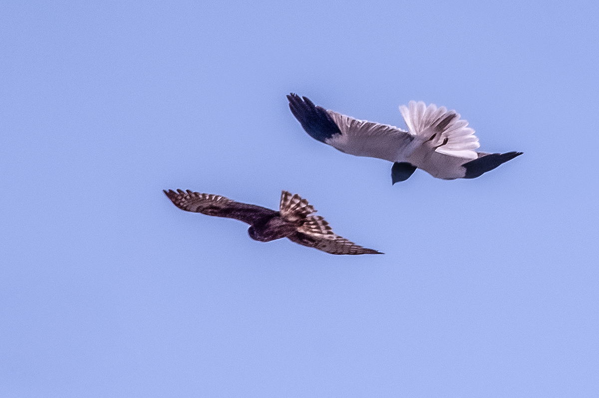 DSC_3702.JPG