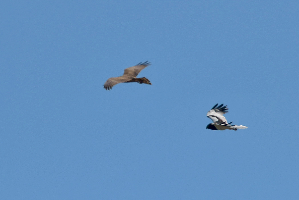 DSC_3711.JPG