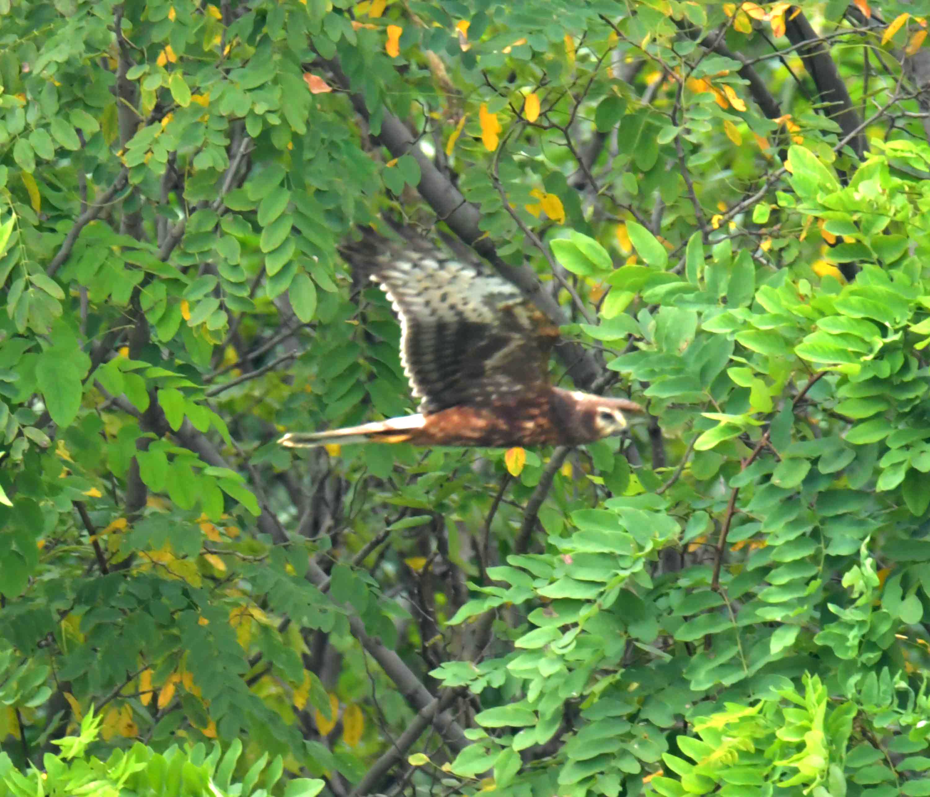 DSC_2833.JPG
