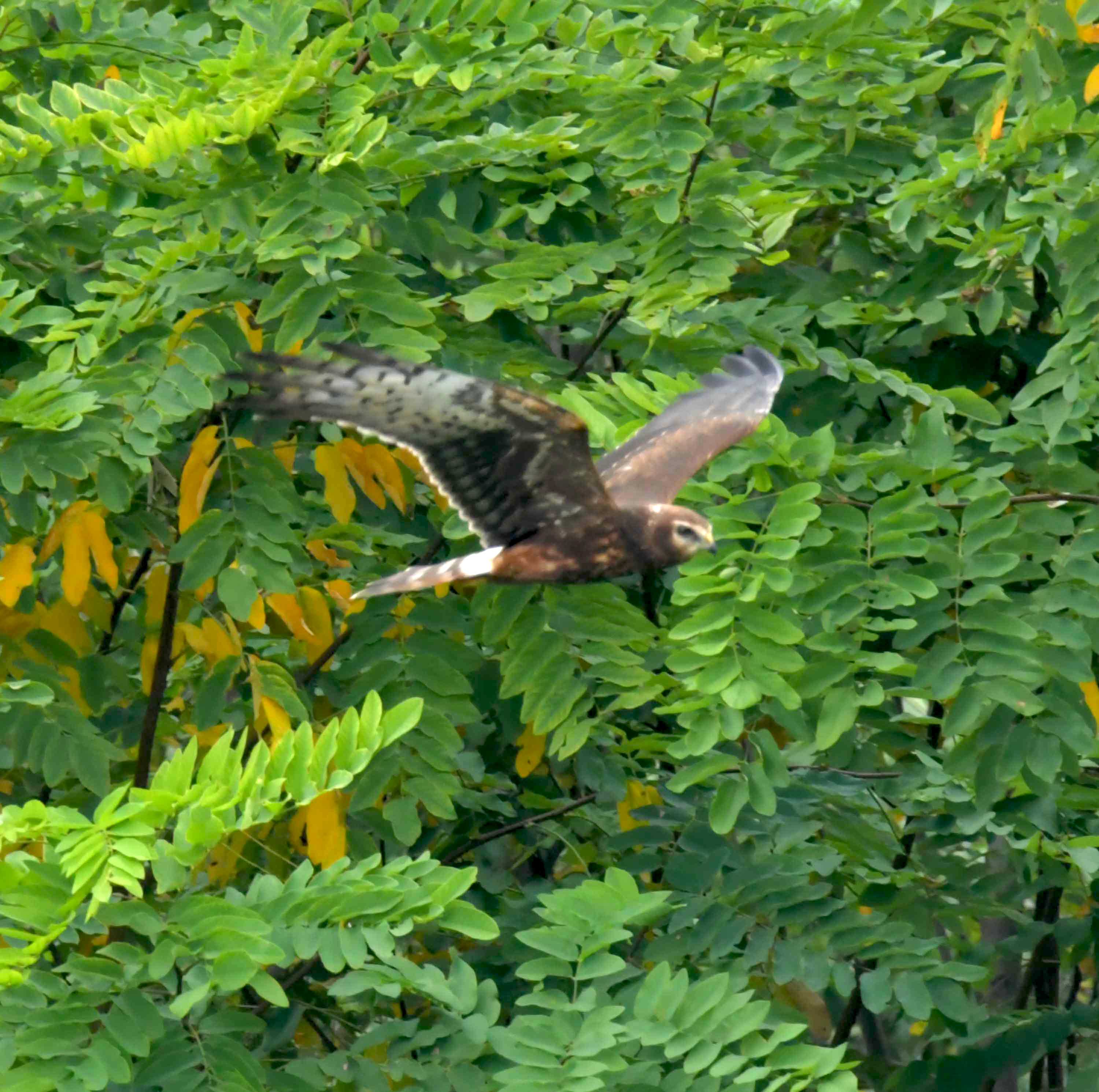 DSC_2830.JPG