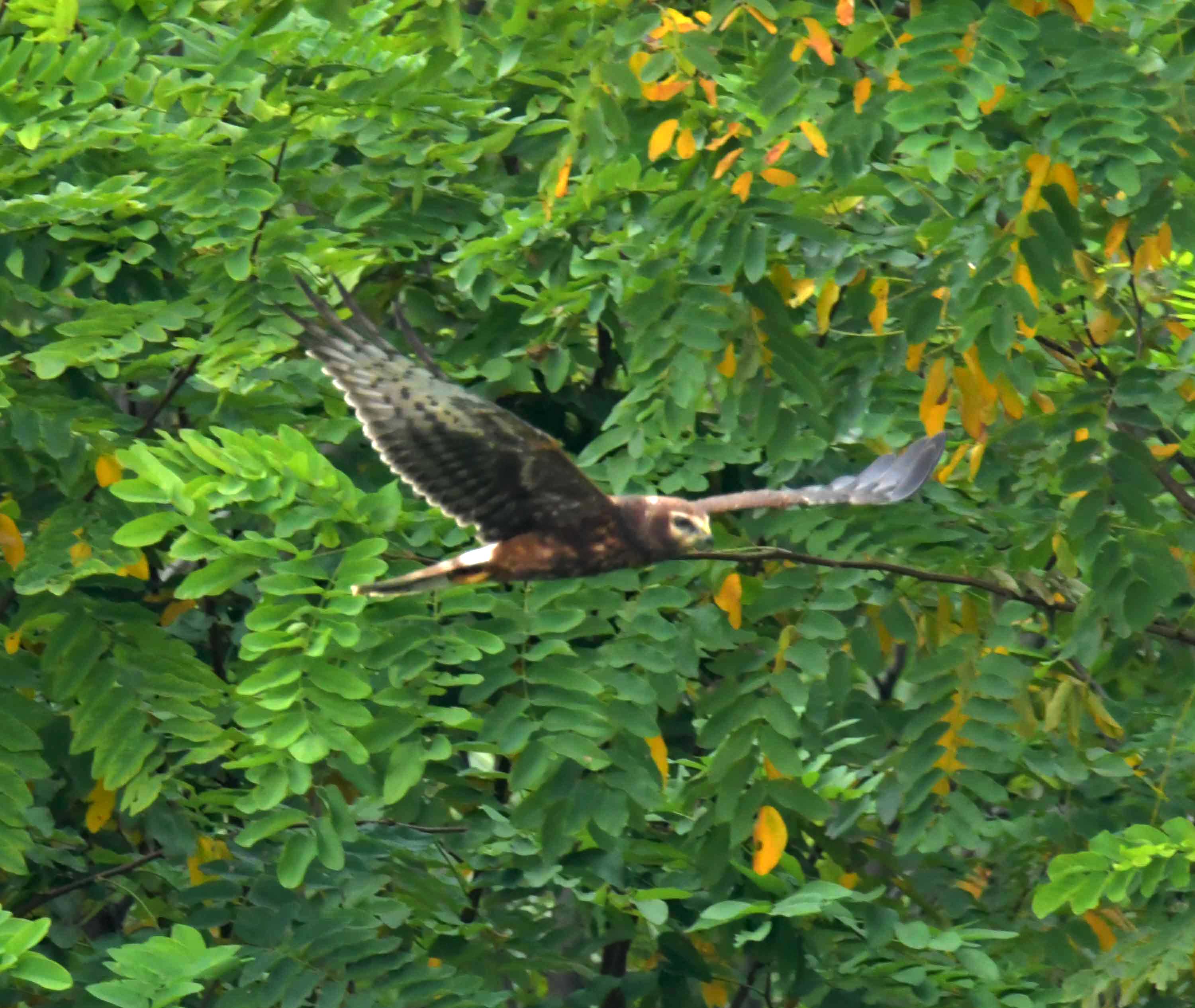 DSC_2831.JPG