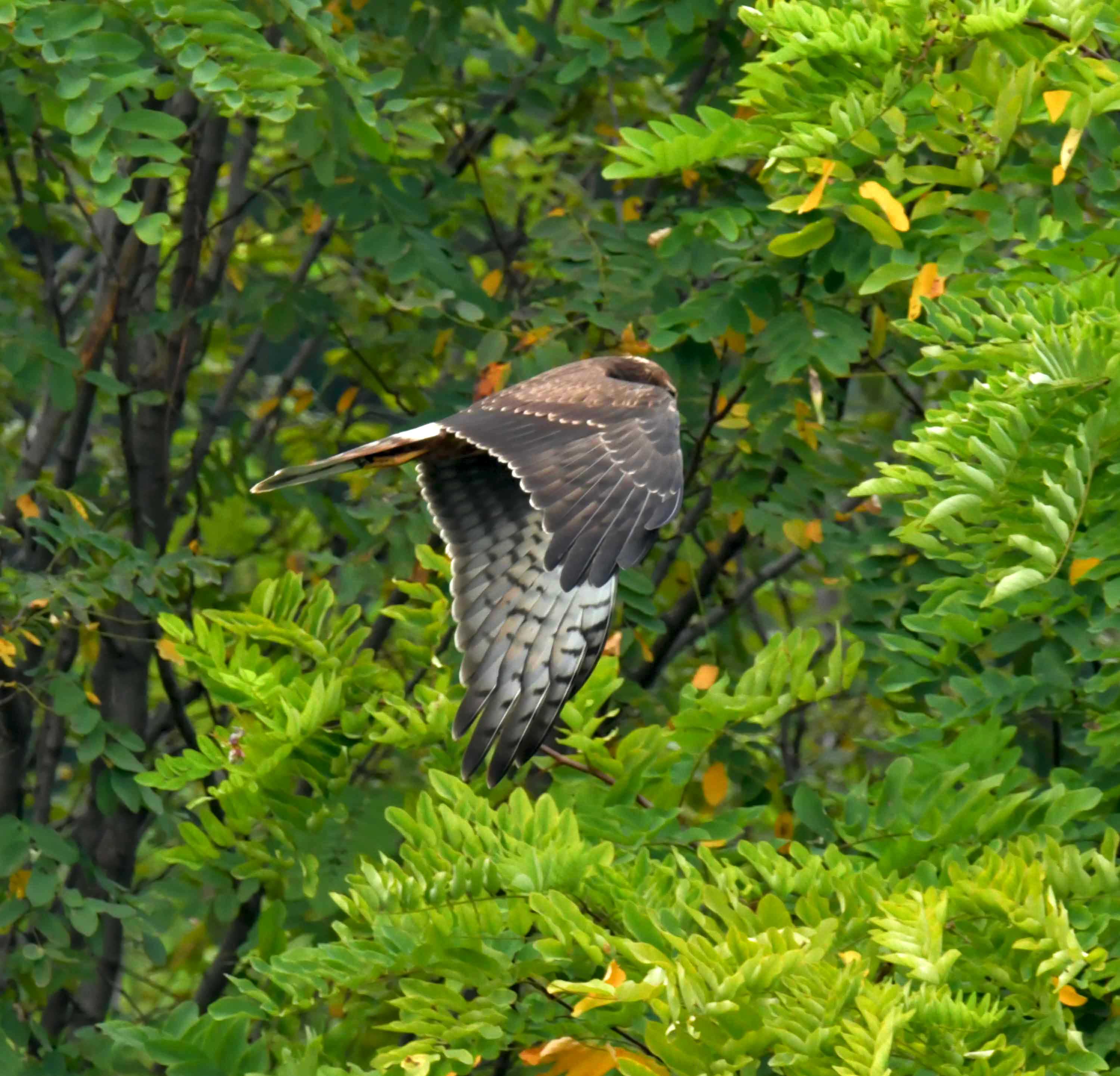 DSC_2835.JPG