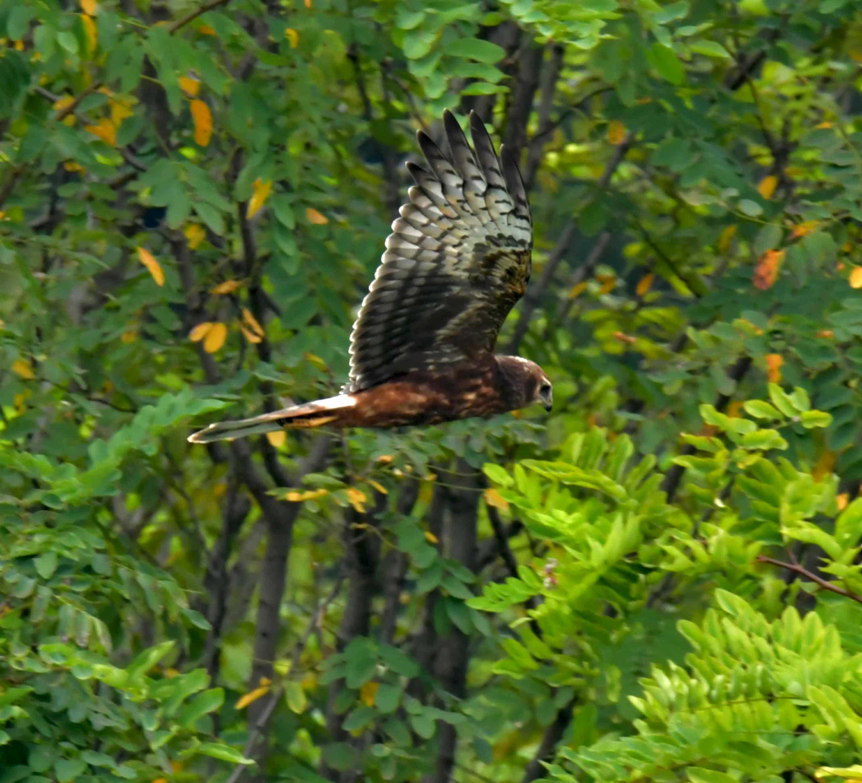 DSC_2834.JPG