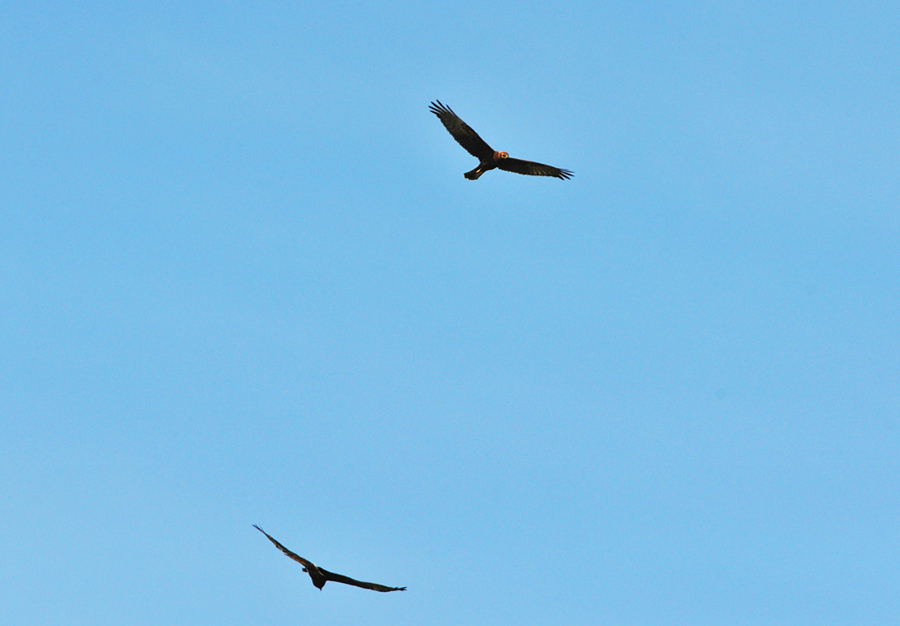 DSC_9723.JPG