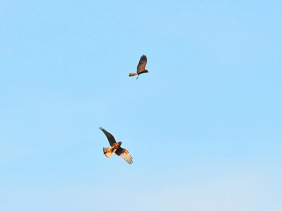DSC_9164.JPG