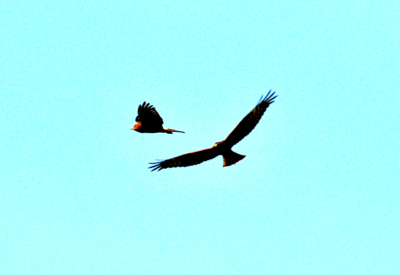 DSC_9721.JPG