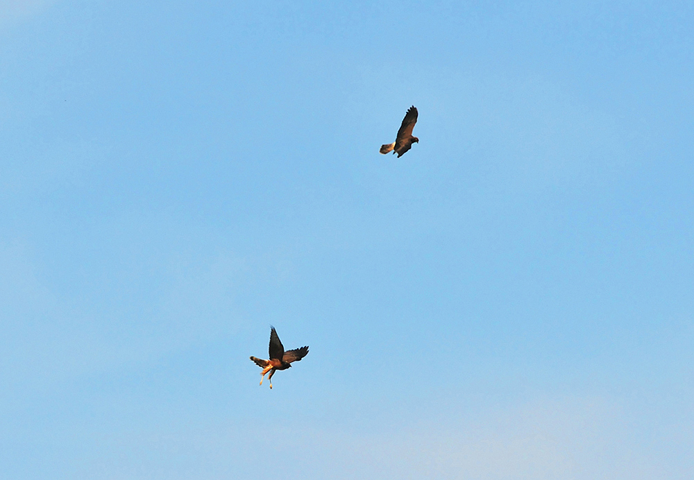 DSC_9165.JPG