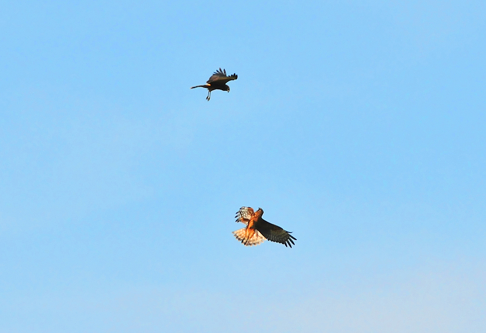 DSC_9163.JPG