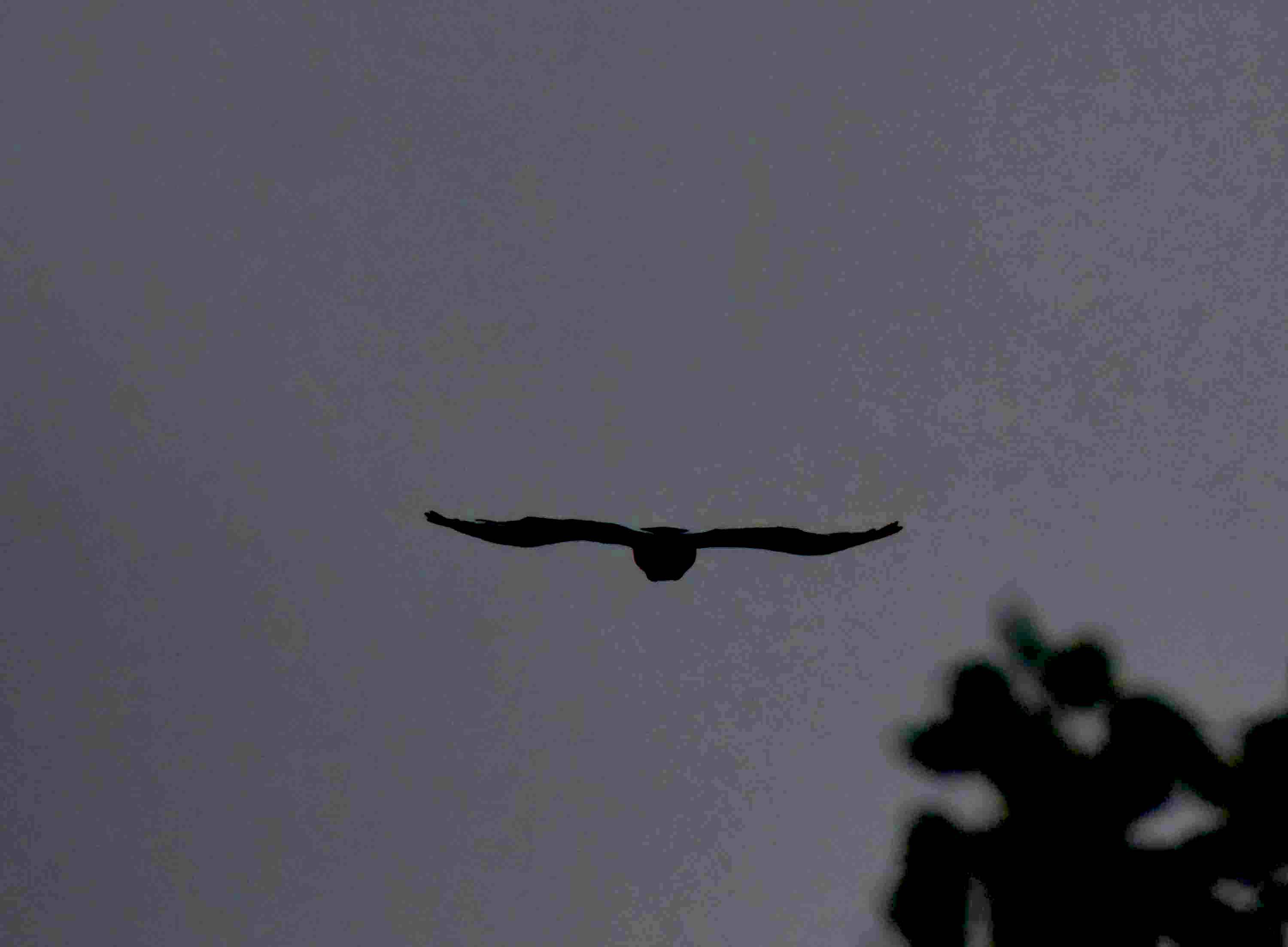 DSC_4658.JPG