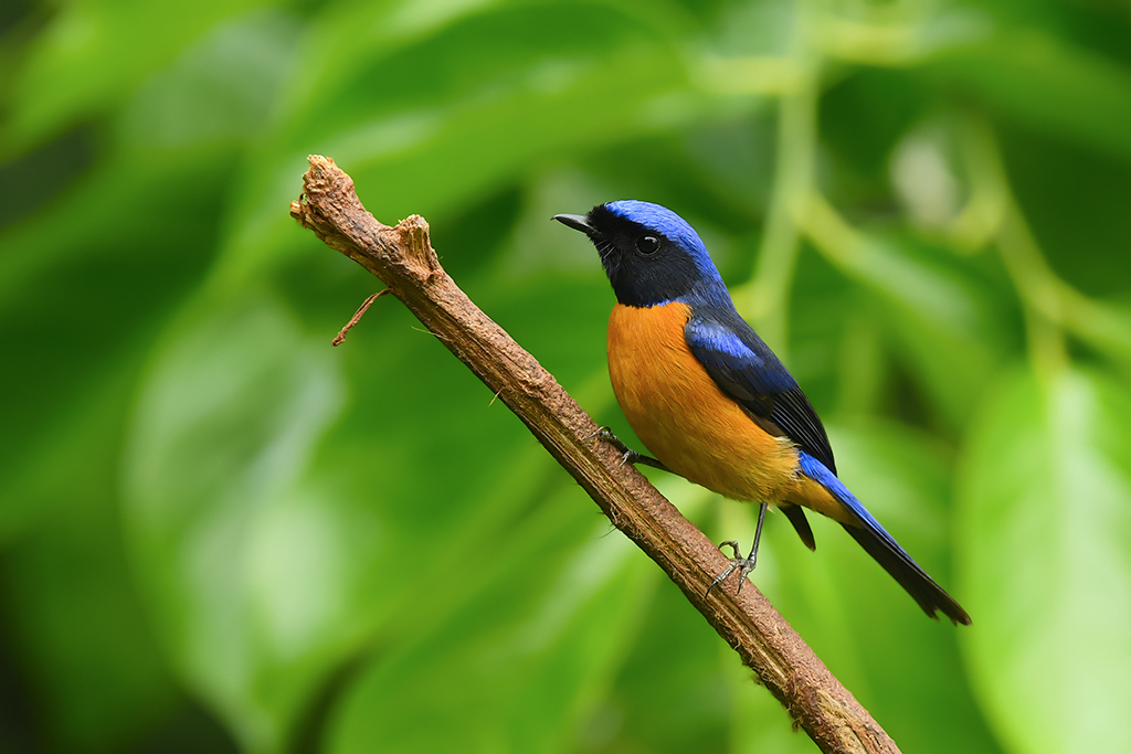 DSC_4300_DxOa.jpg