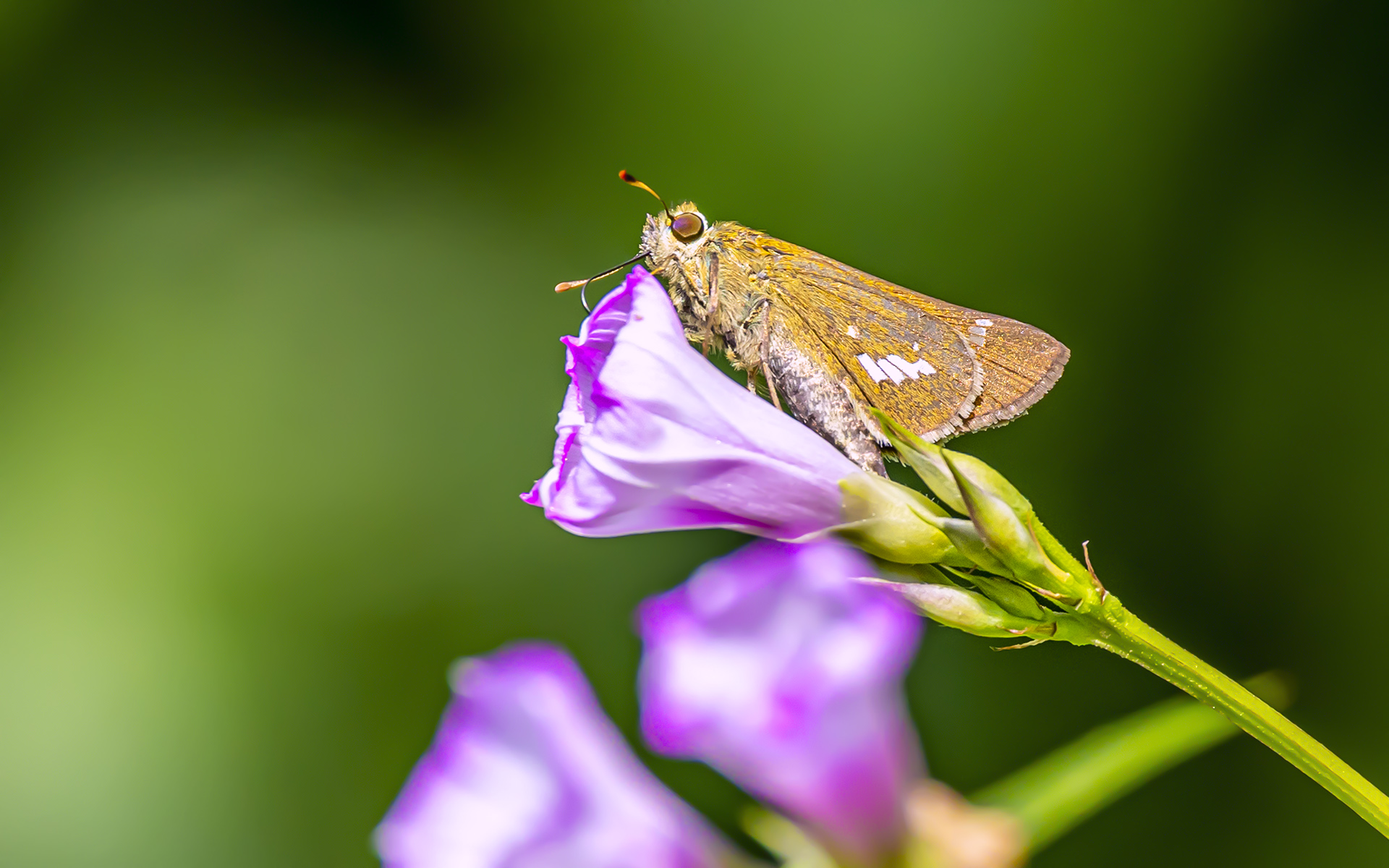 407A3335--1 .jpg