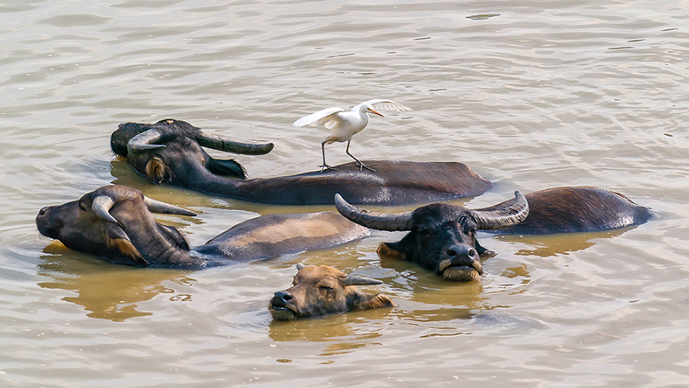 DSC06973 ����.jpg