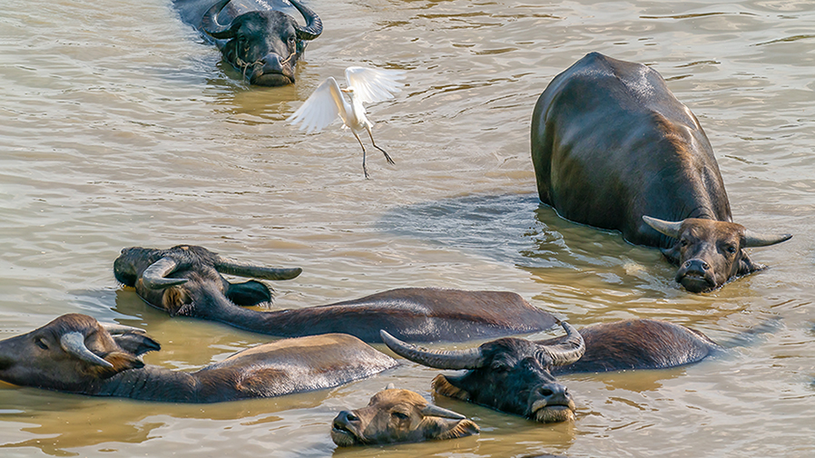 DSC06979 ����.jpg