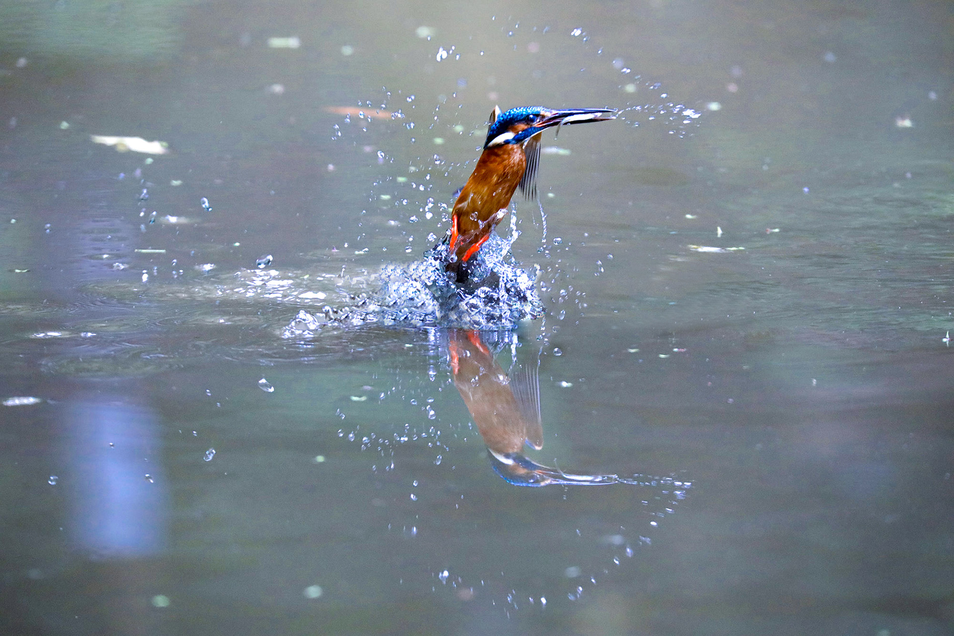 ����ʳ��Predation   ��Ծ����  �ӱ�ʡ������ 15830395089 �ӱ�ʡ������ũ�м���Ժ .jpg