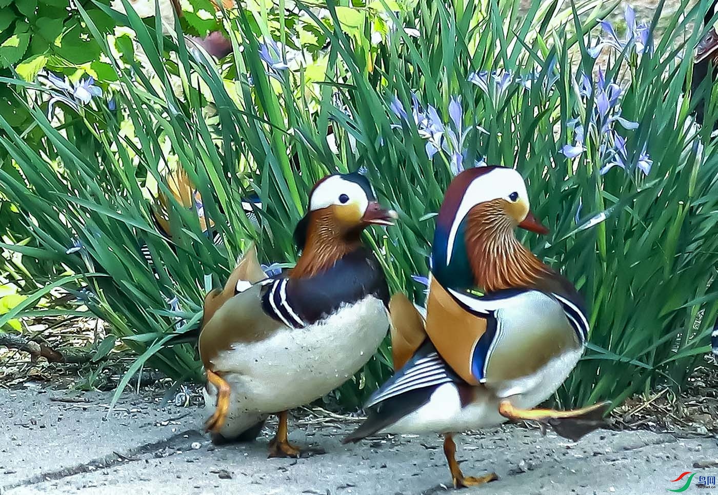 �����仨԰