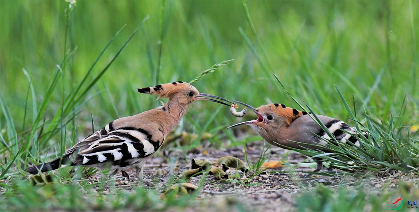 DSC_0291 (2)_����.jpg