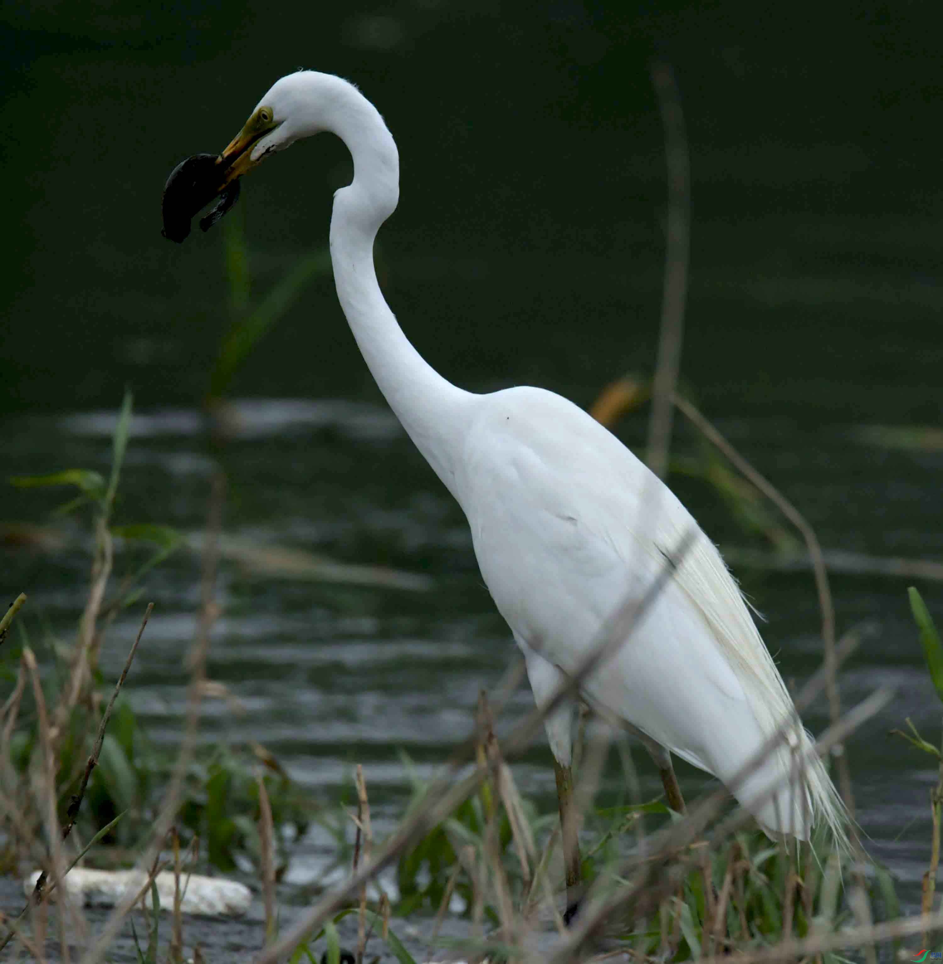 DSC_9812.JPG