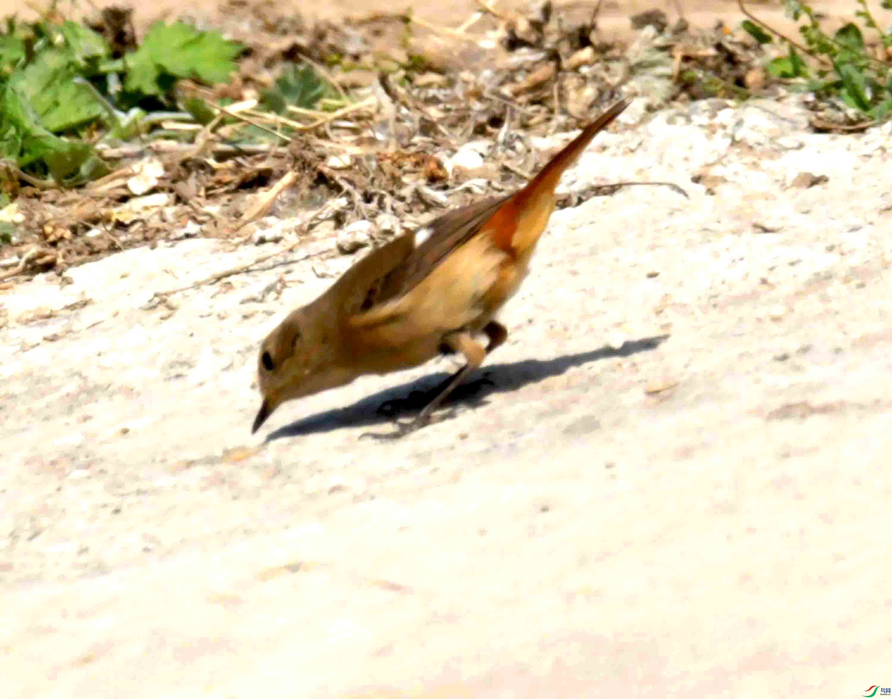 DSC_8523.JPG