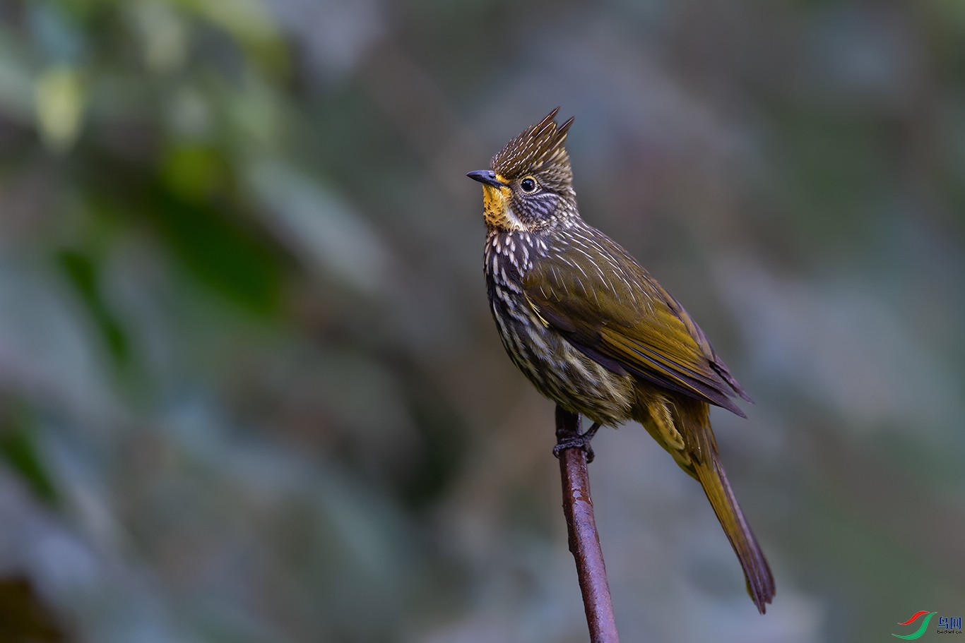 4DSC_2733_DxOa.jpg