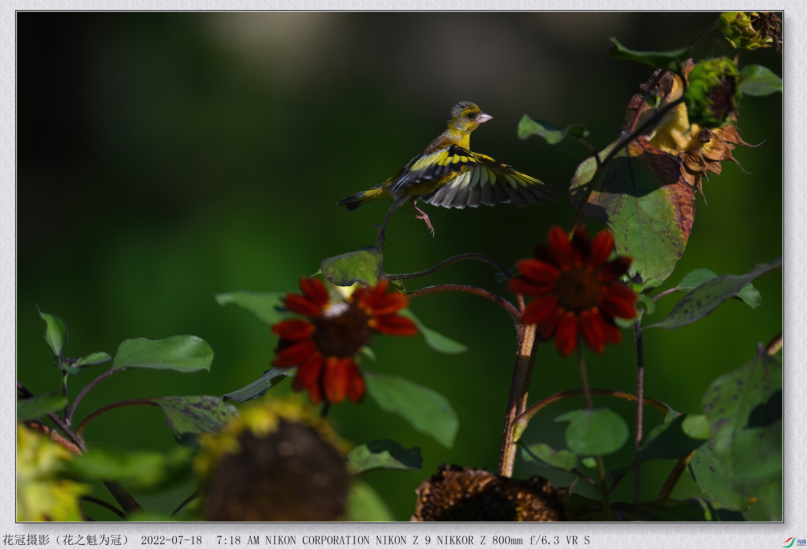 DSC_3627B-1-DeNoiseAI-low-light_����.jpg