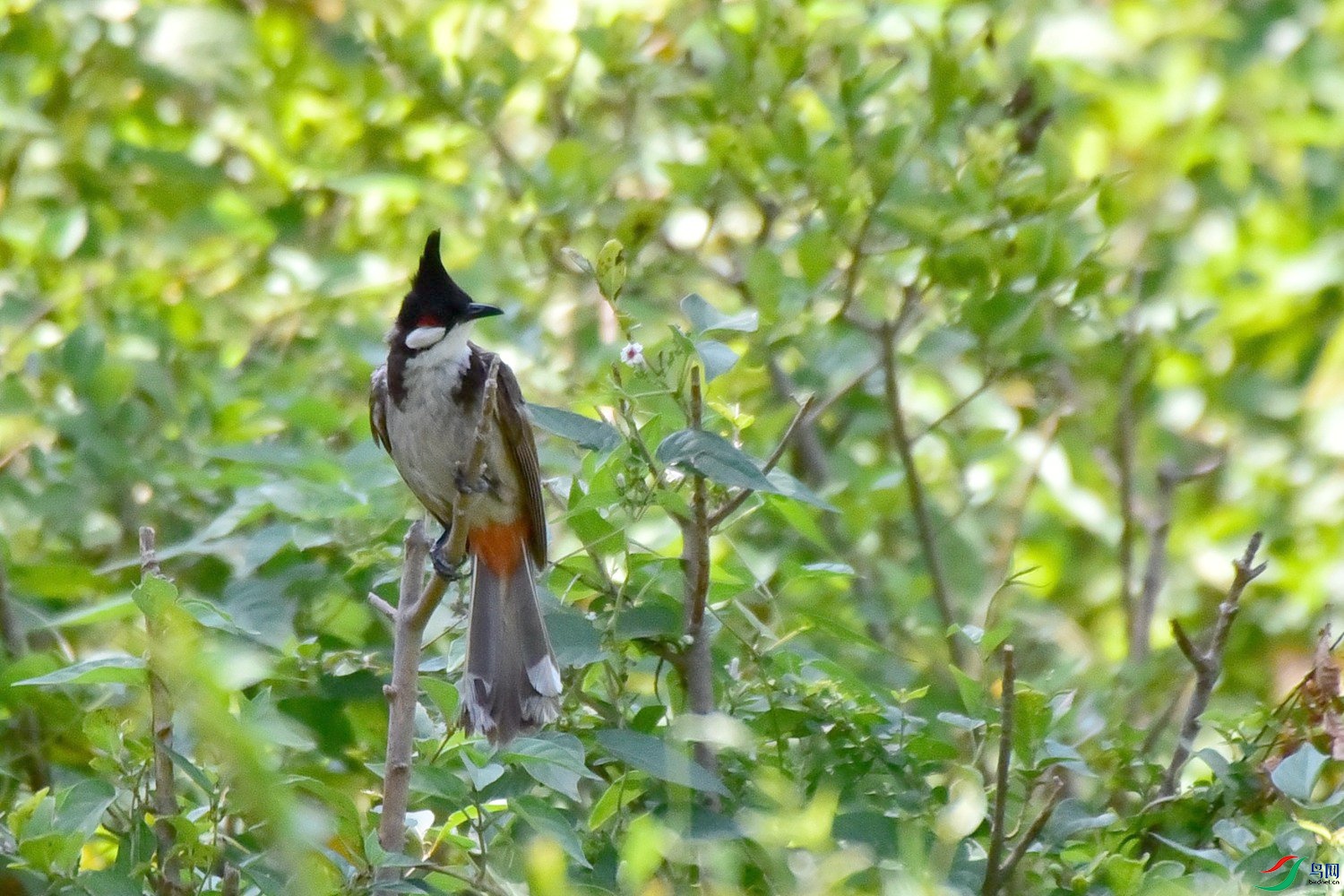 DSC_1232.JPG