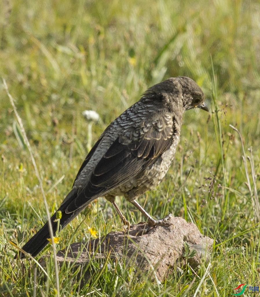 CS3U9879.jpg