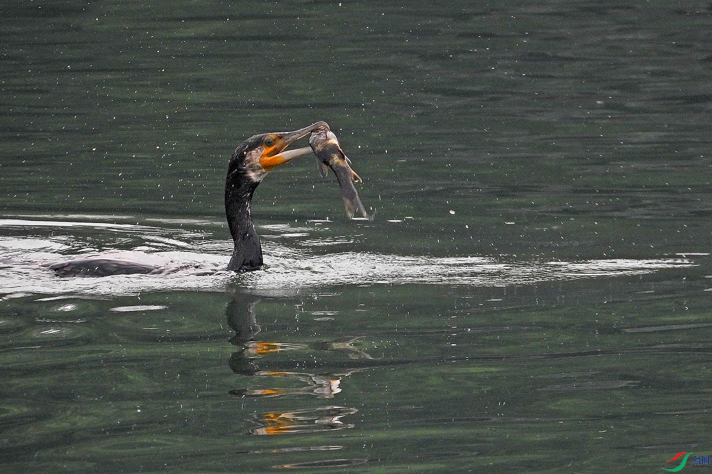 DSCN6746.jpg