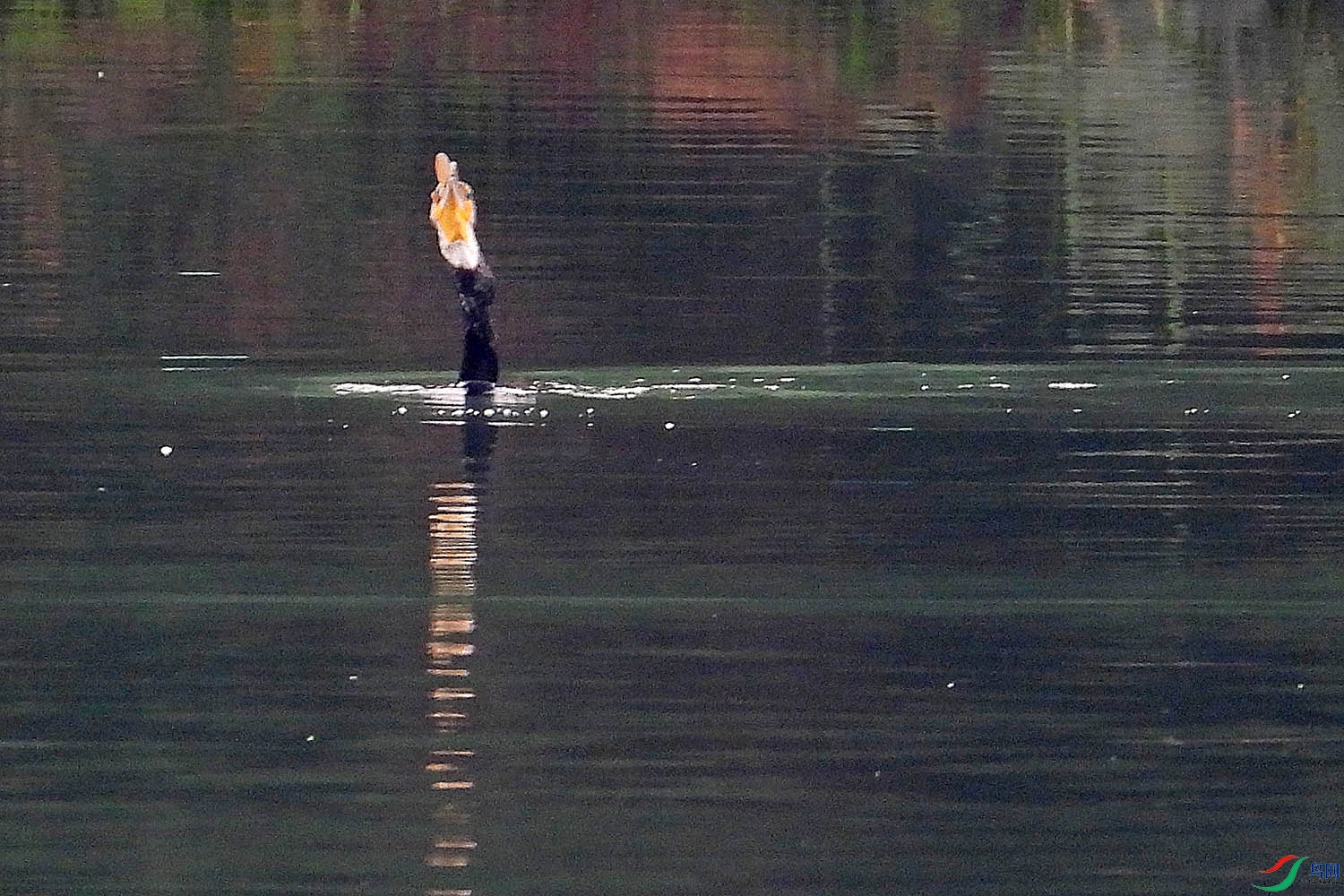 DSCN6750.jpg