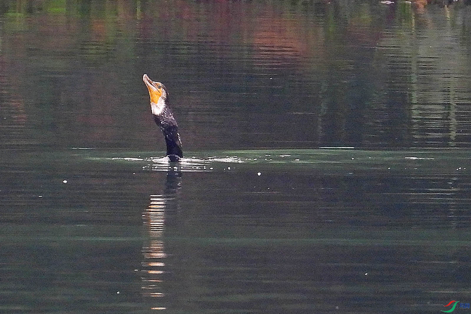 DSCN6752.jpg