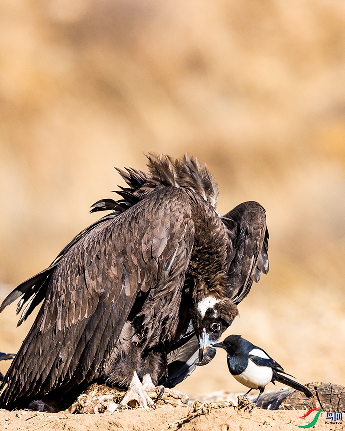 �Ի�