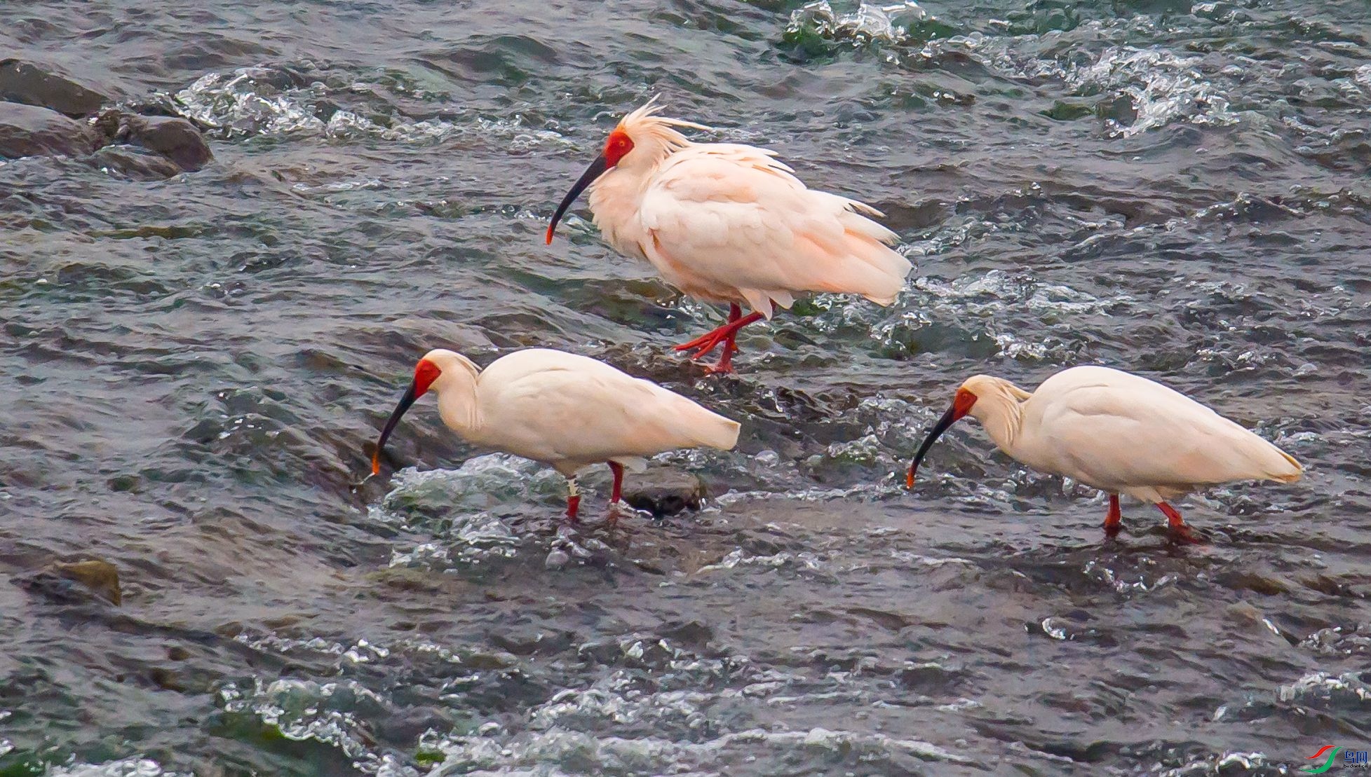 DSC_4063m.jpg