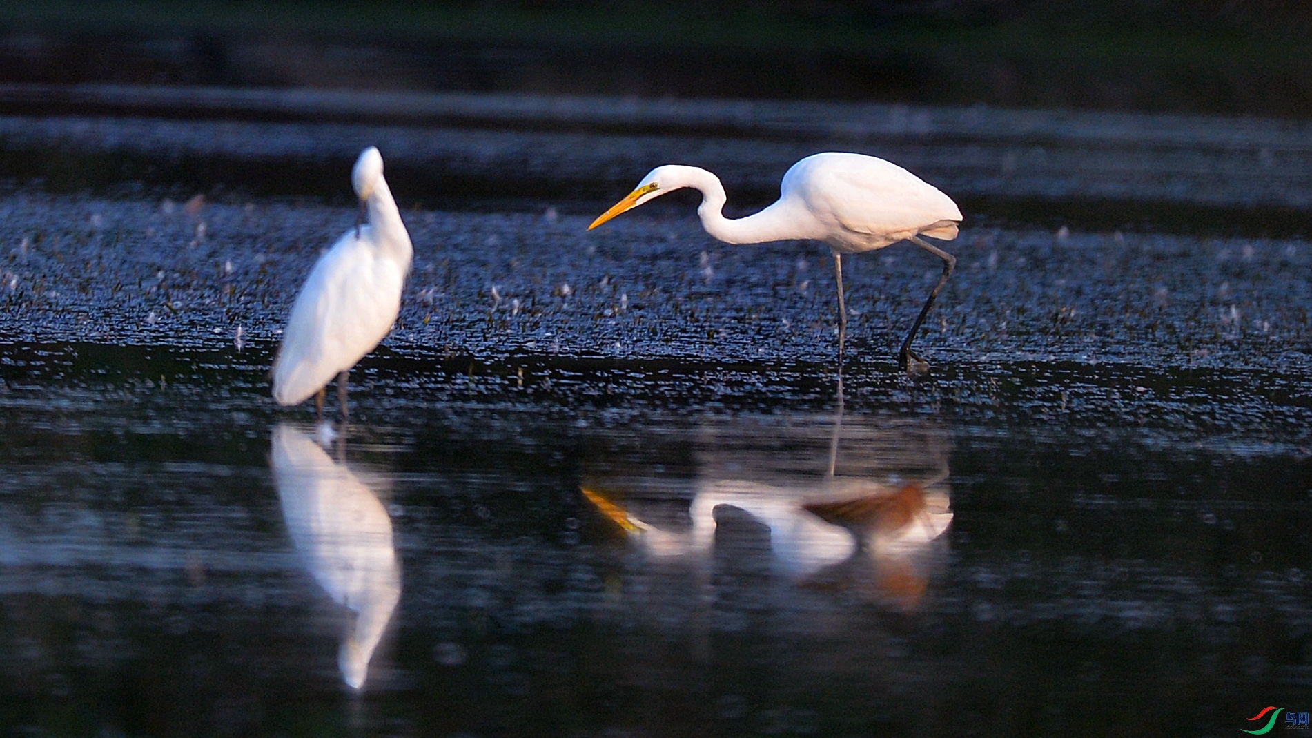 DSC_2524.jpg