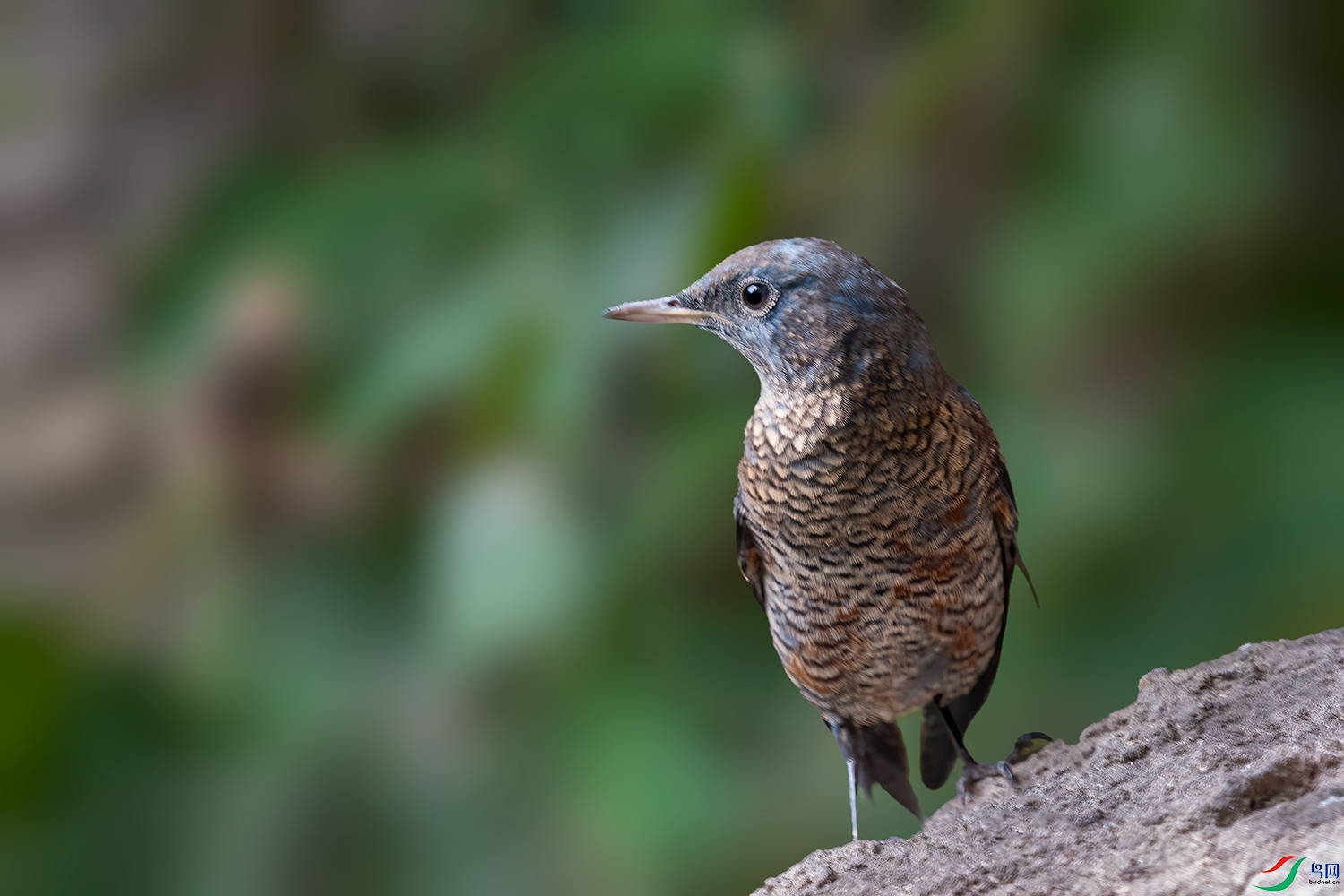 DSC_4108-2.jpg