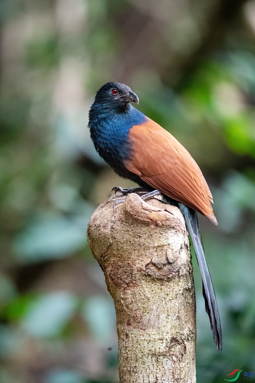 DSC_8296-1.jpg