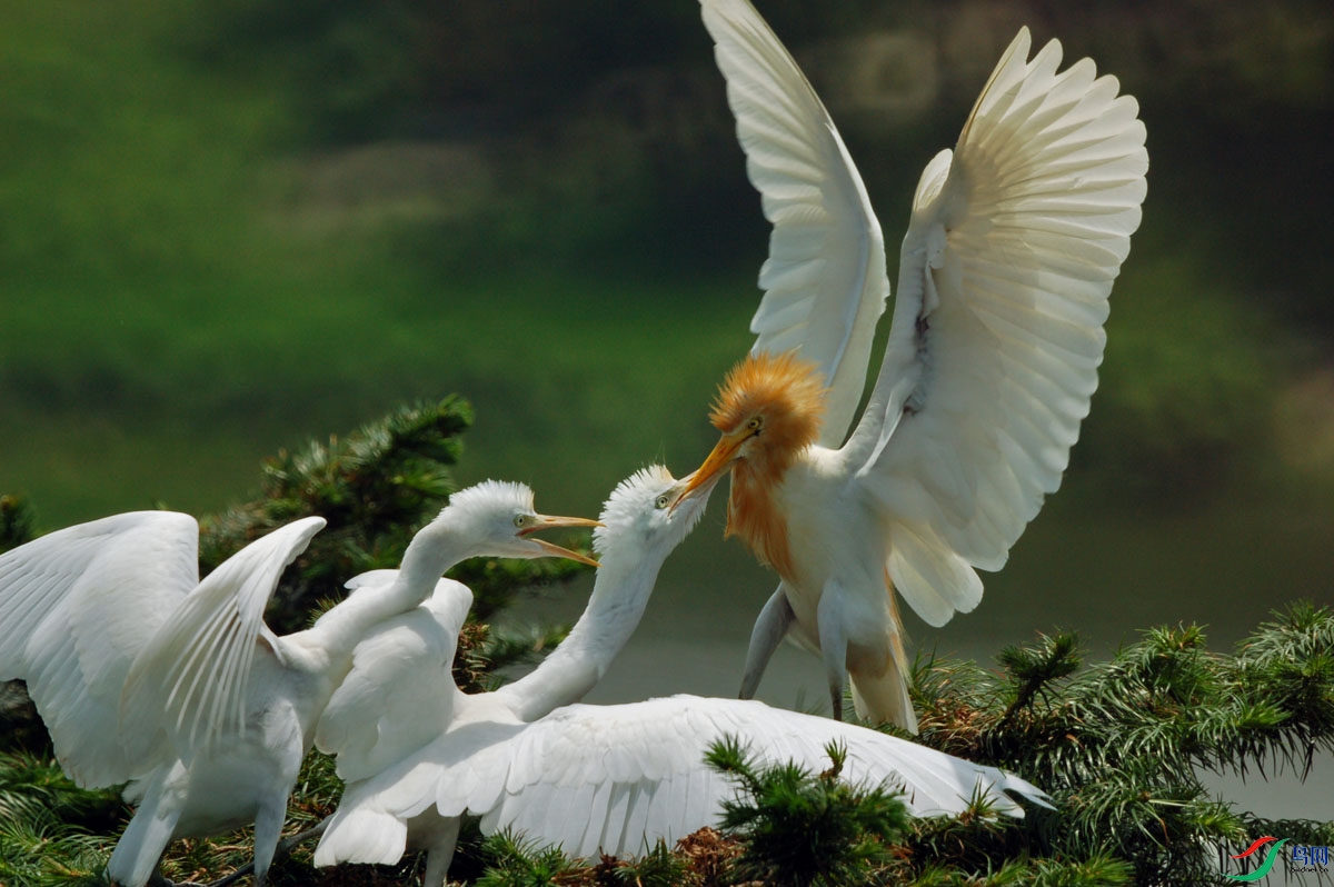 �������ݣ��῵D50���������500mmF8�۷���ͷ��640֮һ�롣������ ������ǰ�۲쵽����񳲣�ʹ�������Ĺ���ץ����ţ��������ιʳС���˲�䡣.jpg