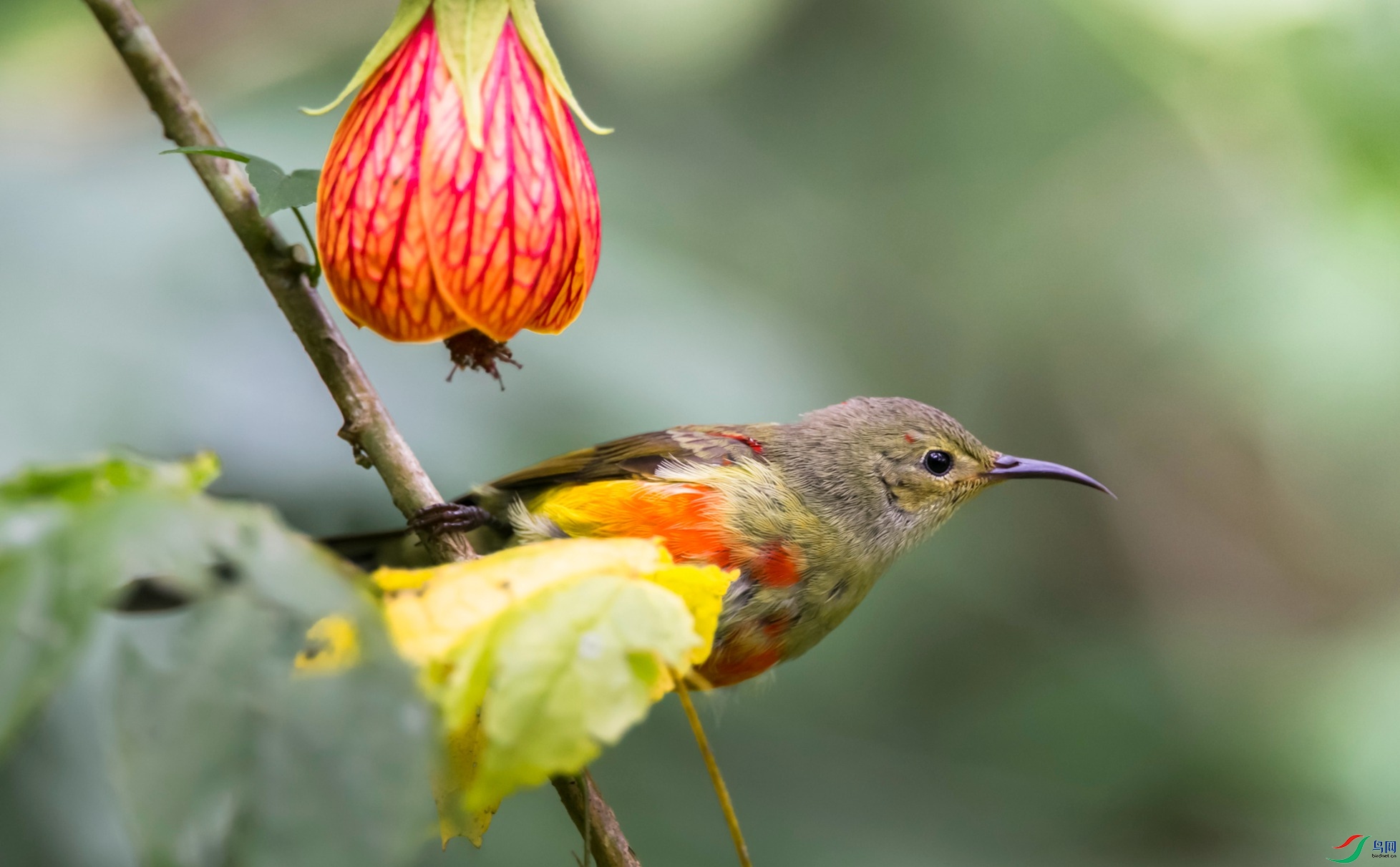 l����̫����