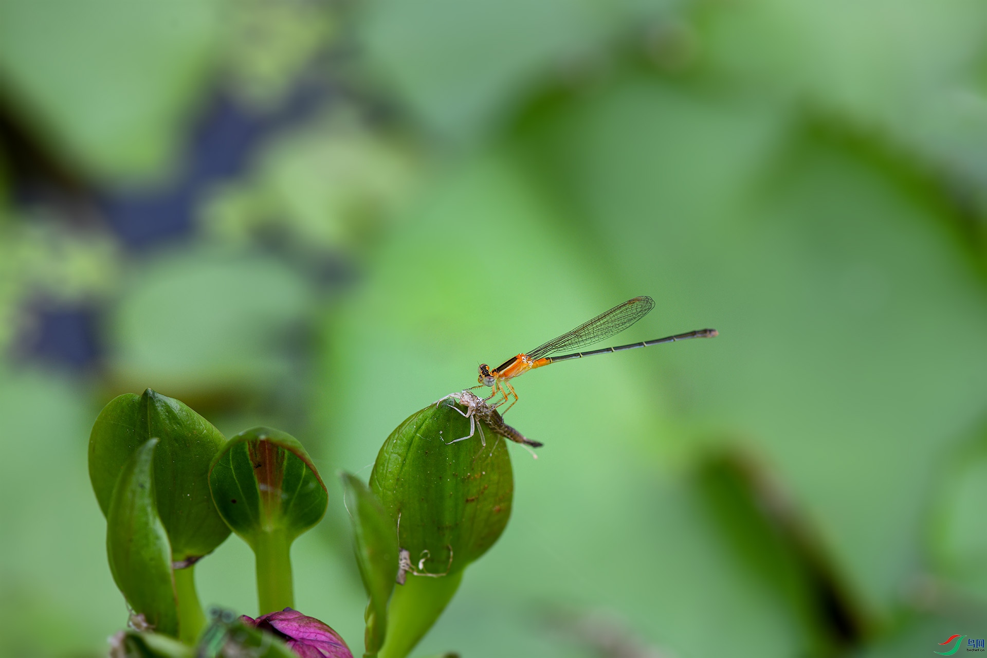 DSC_1892 ����.jpg