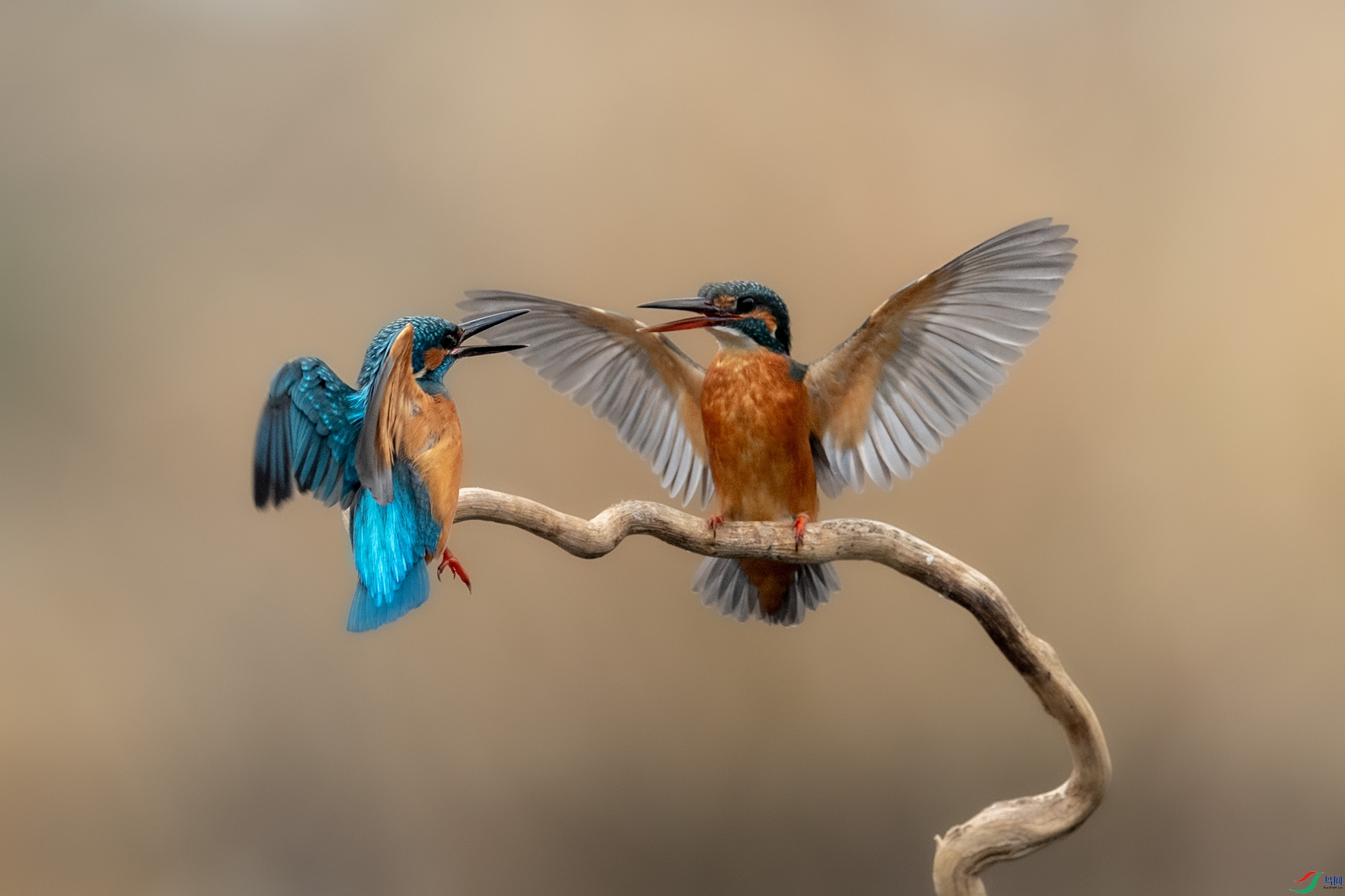 DSC_3421.jpg